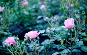 Розовые полевые цветы