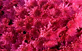 Background of Chrysanthemums