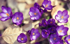 Bloom Purple crocuses