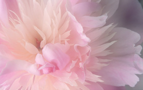 Нежный розовый цветок