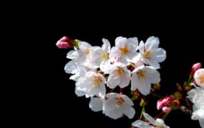 Цветы Японской вишни на черном фоне