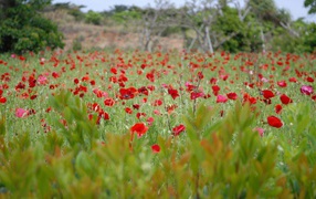 Field blossoming poppy