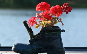 Geranium in the old boot