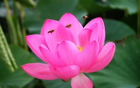 Розовая лилия и пчелы
