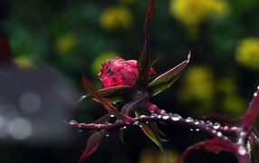 Роза в каплях росы
