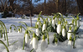 Snowdrops in the wood
