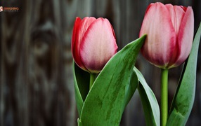 Two pink tulips