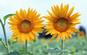 Two sunflower summer day