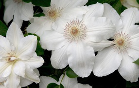 White flower with petals