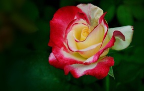 Yellow-red rose