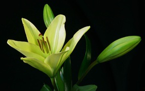 Yellow Lily buds