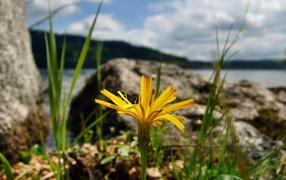 Yellow flower on the shore
