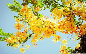 Желтые цветы на фоне неба