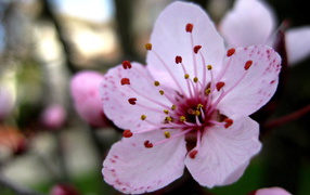 	 Increased cherry blossom tree