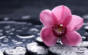 	 Orchid on the wet stones
