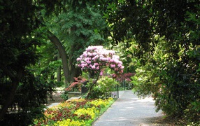 Дерево с розовыми цветами в парке