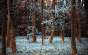 Forest covered by hoarfrost