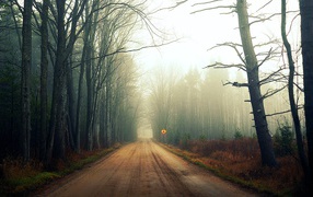 	 Mist on a forest road