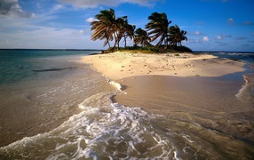 	 Sandy Island with palm trees