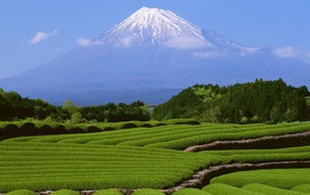 Гора Фуджи и чайные плантации