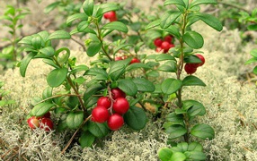 Berry cranberries