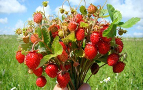 Bouquet strawberries