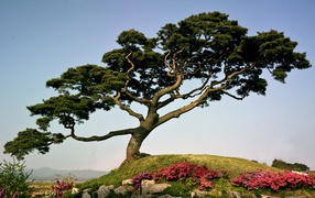 Japanese pine-tree on a mountain