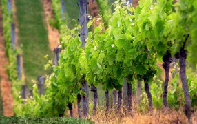 The fence of the vineyard