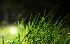 The light in the grass