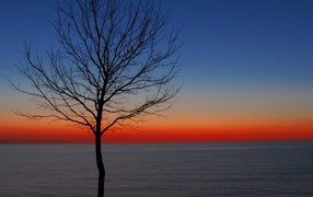 Tree at dawn
