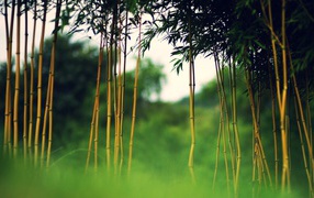 Young bamboo