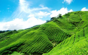 	 Plantation of tea in the mountains