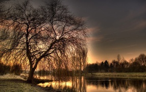 Голое дерево у озера
