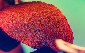 Осенний красный лист