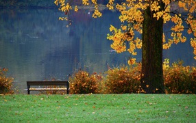 Bench under a tree