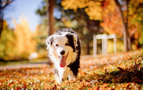Cute dog in romantic autumn