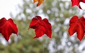 Garland of leaves