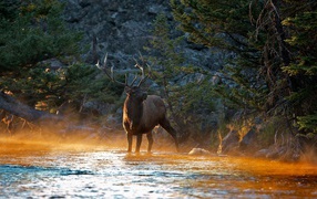 The elk in the river autumn