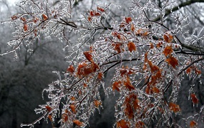 	 A tree covered with ice