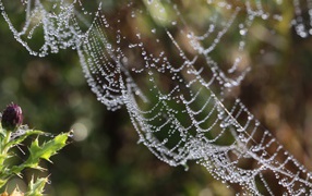 	 Webs autumn