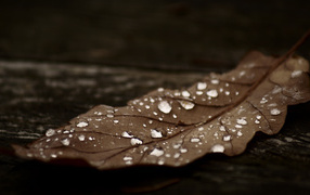 the autumn leaf under rain
