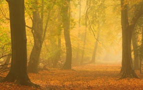 the autumn mist HD