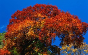 Большое дерево осенью