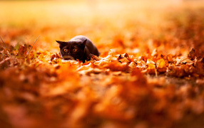 the black cat scared of the autumn