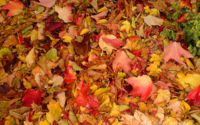 the picture of autumn leaves
