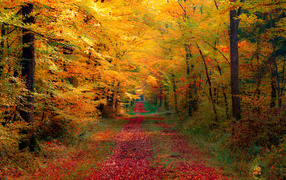the red autumn road