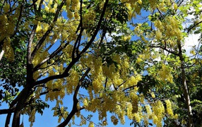 Желтое цветение