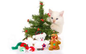 Новогодняя елка и маленький белый кот