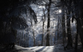 A dense winter forest