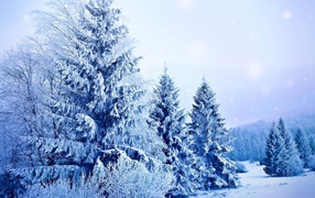 Evening blueness in winter forest
